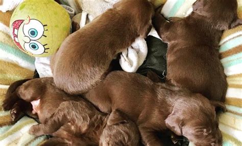For sale choclate labrador puppies boys and grils is very chunky is ready new home after english bull dog puppies lilac , blue , black tri. Chocolate Lab Puppies For Sale Near Me Ideas