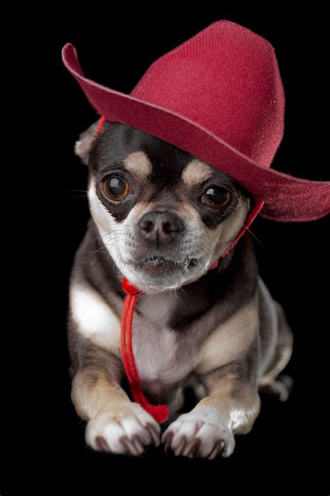Pig Dog In Cowboy Hat Blue Merle Chihuahua Chihuahua Lover Chihuahua