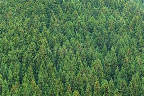 Aerial View Of Pine Trees Forest Stock Photo Image Of Outdoor Leaf
