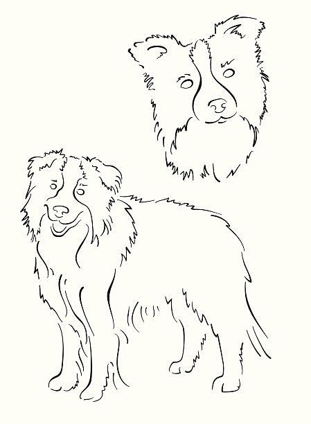 Black And White Border Collie Illustrations Royalty Free Vector