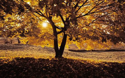 Wallpaper Autumn Tree Shadow Hd Widescreen High Definition