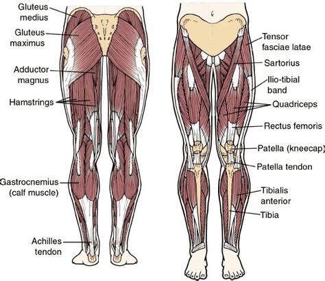 The gluteals are the muscles in your buttocks. Major leg muscles and tendons | Anatomy | Muscular thighs ...