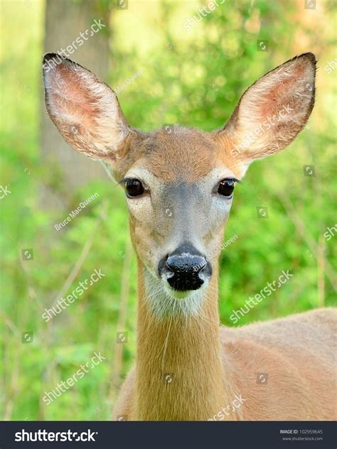 Closeup Head Shot Of A Whitetail Deer Doe Stock Photo 102959645