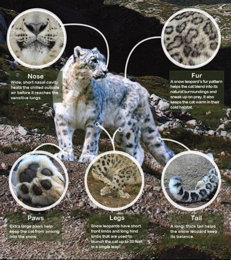 Physical And Behavioral Adaptations Snow Leopards