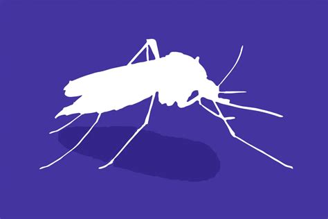 Mosquitoes In Crete Types Disease Prevention Care