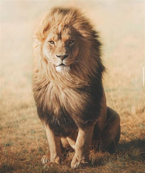 Canon Photography Stunning Lion Portrait By Charlysavely Southafrica