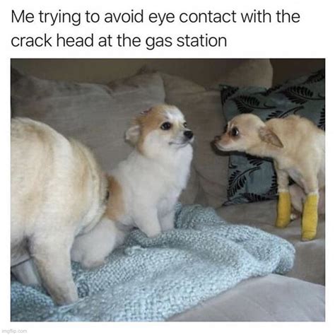 Image Tagged In Memesfunnydogs Imgflip