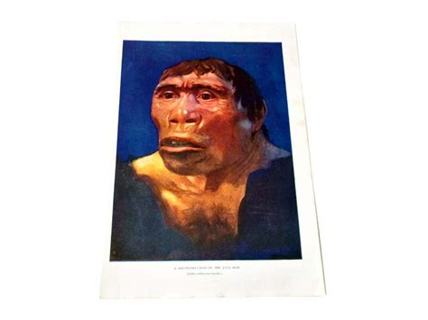 Caveman Picture A Reconstruction Of Java Man Prehistoric Color Etsy