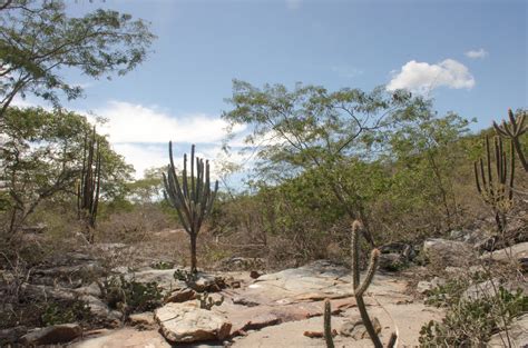 Assinale A Opção Que Apresenta Unicamente Características Da Caatinga