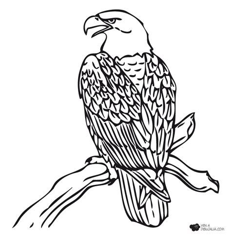 Aguila PARA ILUMINAR - Imagui