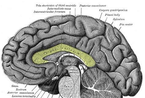 What Is The Corpus Callosum And Its Function In The Brain Corpus
