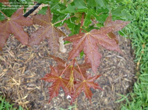 Plantfiles Pictures Acer Species Purpleblow Maple Shandong Maple