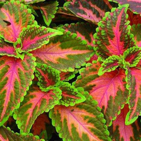 Mixing the seeds with fine sand before sowing can help you to spread the seeds more evenly with a bit more of a gap between the seeds. Rare Coleus Seeds, 100 pcs/pack - GreenSeedGarden