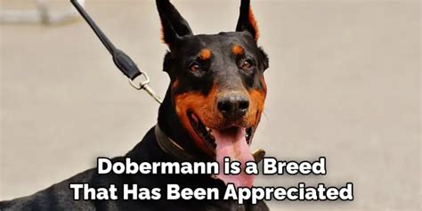 Dobermann Spiritual Meaning Symbolism And Totem Explained
