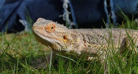 8 Best Lizard Pets If You Are The Scaly Type Best Lizard Pets Pet