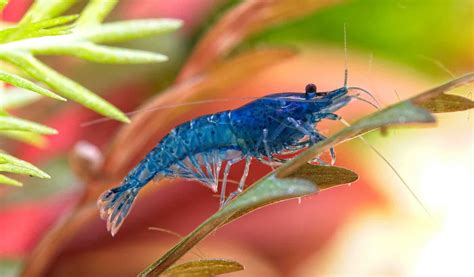 Complete Blue Velvet Shrimp Care Guide Everything You Need To Know