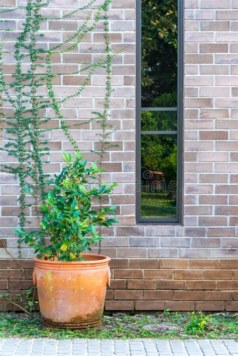Natural Fresh Green Tree In A Pot With Trees Covered On The Brown Brick