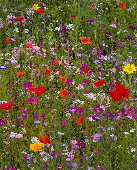 Samen Saatgut Blumenwiesen Samen Heimisch 10 G