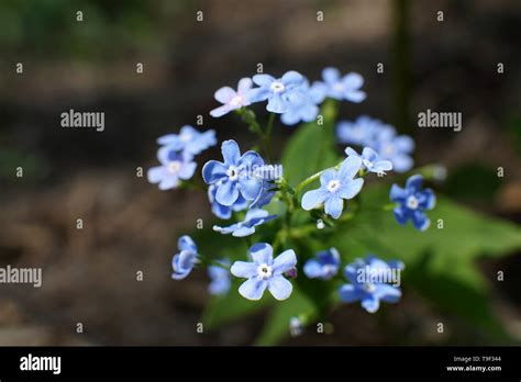 Blue Spring Flowers Myosotis Light Blue Flowers In Park Forget Me