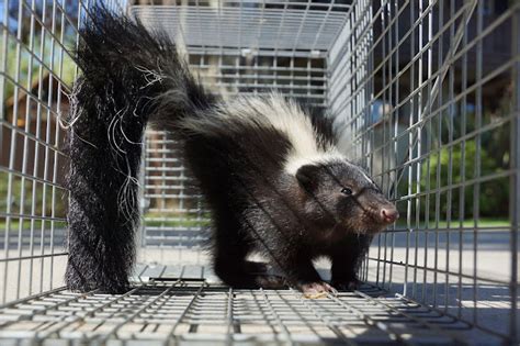 Why Do Skunks Dig In Your Yard