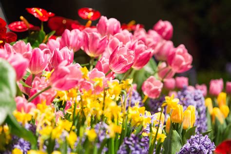 Download hd flower photos for free on unsplash. Chicago Flower and Garden Show kicks off spring in Chicago ...