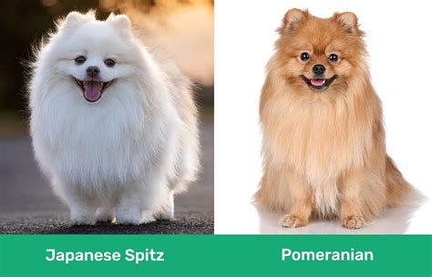 Japanese Spitz Vs Pomeranian Key Variations And Similarities