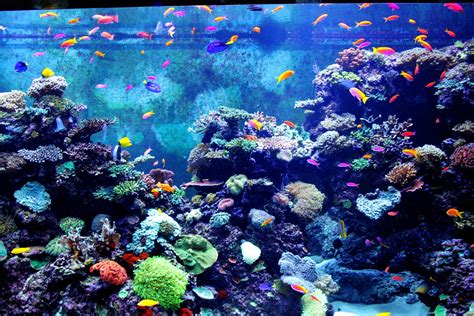 Colorful Aquarium Free Stock Photo Public Domain Pictures