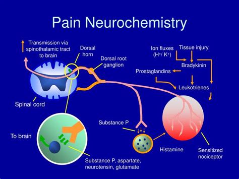 Ppt Pathophysiology Of Acute And Chronic Pain Powerpoint Presentation