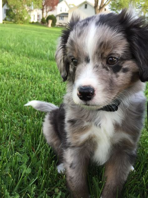Blue Merle Aussiedoodle Puppy Animales Cute Dogs Baby Animals