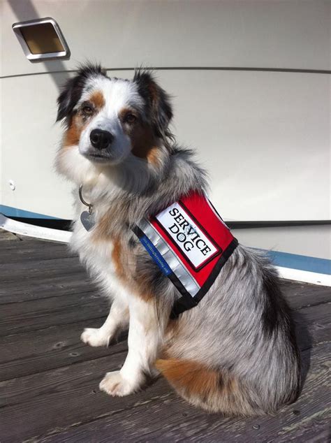 Customizable Service Dog Vest Zipper Pocket And Id Badge