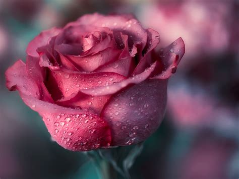 Download Wallpaper 1600x1200 Pink Rose Macro Photography Water Drops