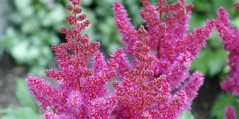 We did not find results for: Lynn B. Sharon: Low Maintenance Perennial Flowers Zone 5 ...
