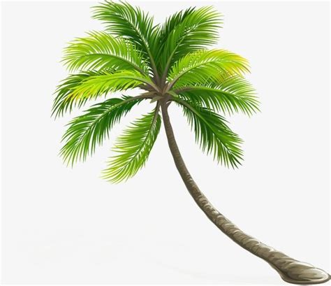 Tree PNG Transparent Tree Palm Tree Tree Clipart Elaeis PNG Image