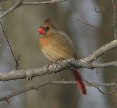 Full Size Image 627 K Ohio Birds State Birds Northern Cardinal
