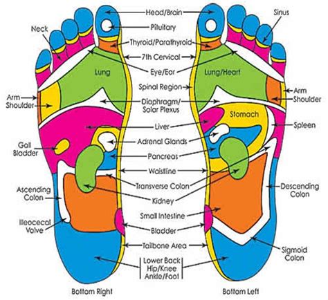 Foot Reflexology Chart Foot Reflexology Reflexology Chart Foot