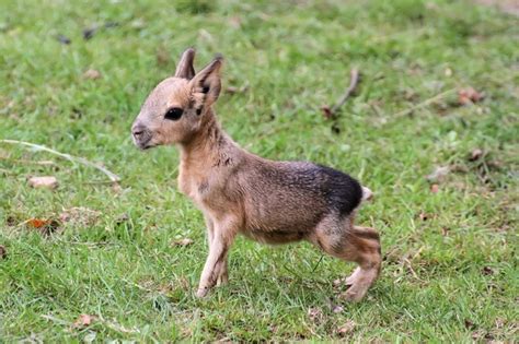 10 Weird Animals From Around The World