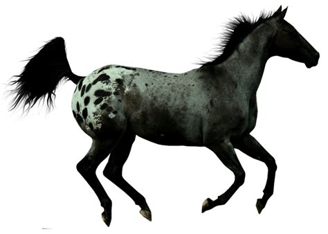 Precut Appaloosa | Appaloosa, Horses, Precuts