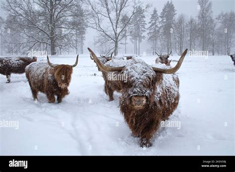Cow In Winter Cow In Snowfall Scottish Highland Cattle In Winter