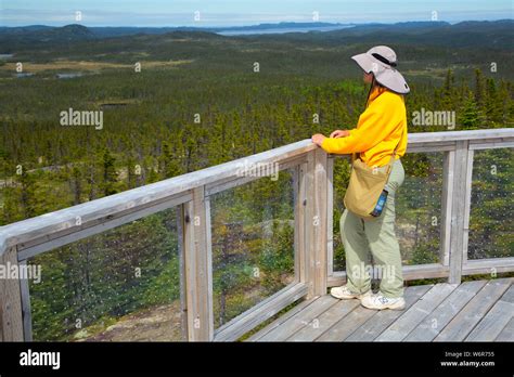 Ochre Hill Viewpoint Deck Terra Nova National Park Newfoundland And