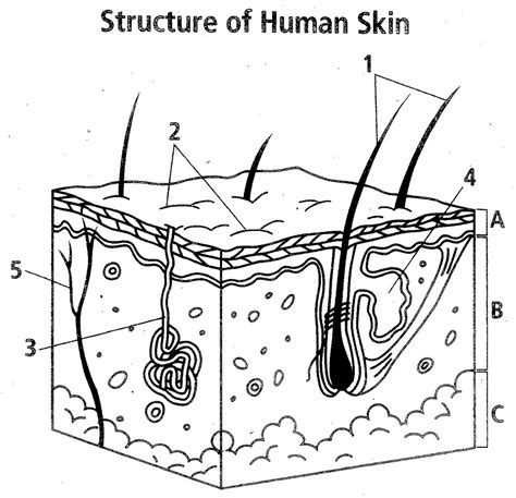 Labelled Pictures Of Human Skin Skin Anatomy Function Types And