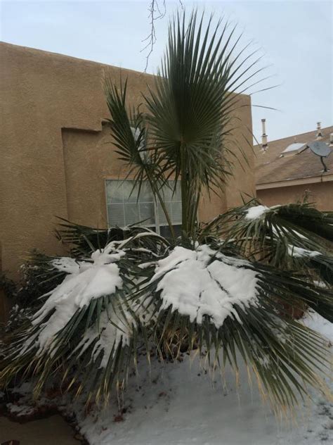 Snow Palms In Abq Cold Hardy Palms Palmtalk