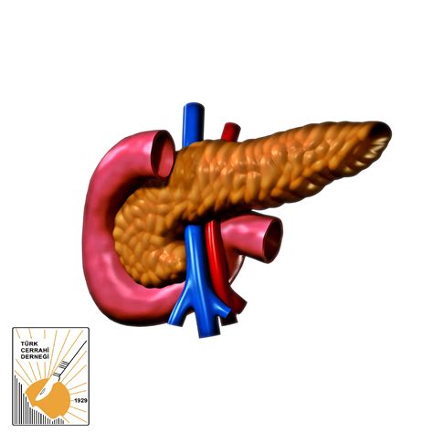 Pankreas | Türk Cerrahi Derneği