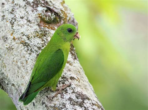 Blue Crowned Hanging Parrot Hiking The Green Isle