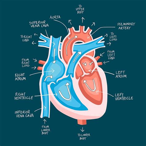 Illustration Of The Human Heart Illustration Heart Anatomy Corazon