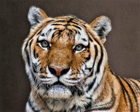 Tiger Portrait Photograph By Nikolyn Mcdonald Fine Art America