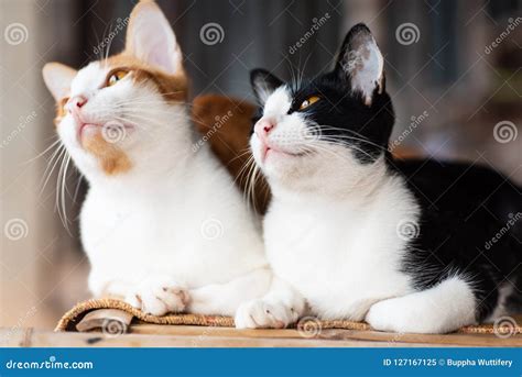 Two Cats Are Sitting Together Stock Image Image Of Young Together
