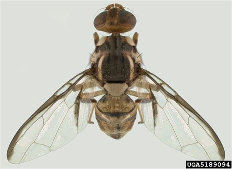 Using registered exterminators for pest control treatment of your commercial or residential property is one of the best ways to ensure a successful outcome. Carambola fly, Bactrocera carambolae (Diptera: Tephritidae ...