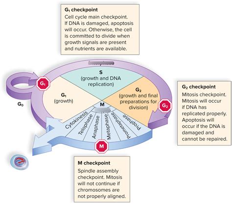 Ch 9 The Cell Cycle And Cellular Reproduction Diagram Quizlet
