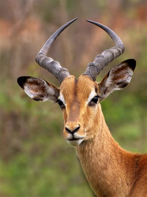 Fortunately, most dangerous african animals can be safely seen in national parks and game reserves. Impala (Aepyceros melampus) - a small East African antelope. The name 'impala' comes from the ...