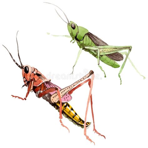 Crickets Stock Illustration Illustration Of Clipart Bugs 395621